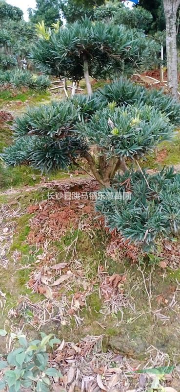 湖南長(zhǎng)沙羅漢松 造型羅漢松 小型造型羅漢松 的報(bào)價(jià)和圖片