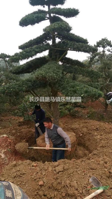 湖南長(zhǎng)沙羅漢松 造型羅漢松 小型造型羅漢松 的報(bào)價(jià)和圖片