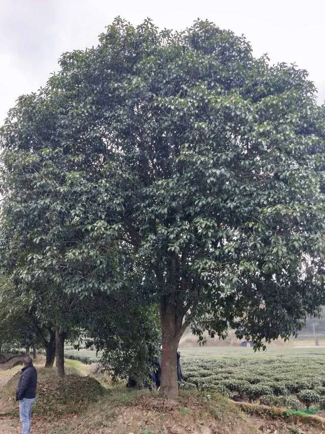 漂亮的大規(guī)格桂花批發(fā)桂花樹價(jià)格今年桂花廣西便宜供應(yīng)各種規(guī)格的