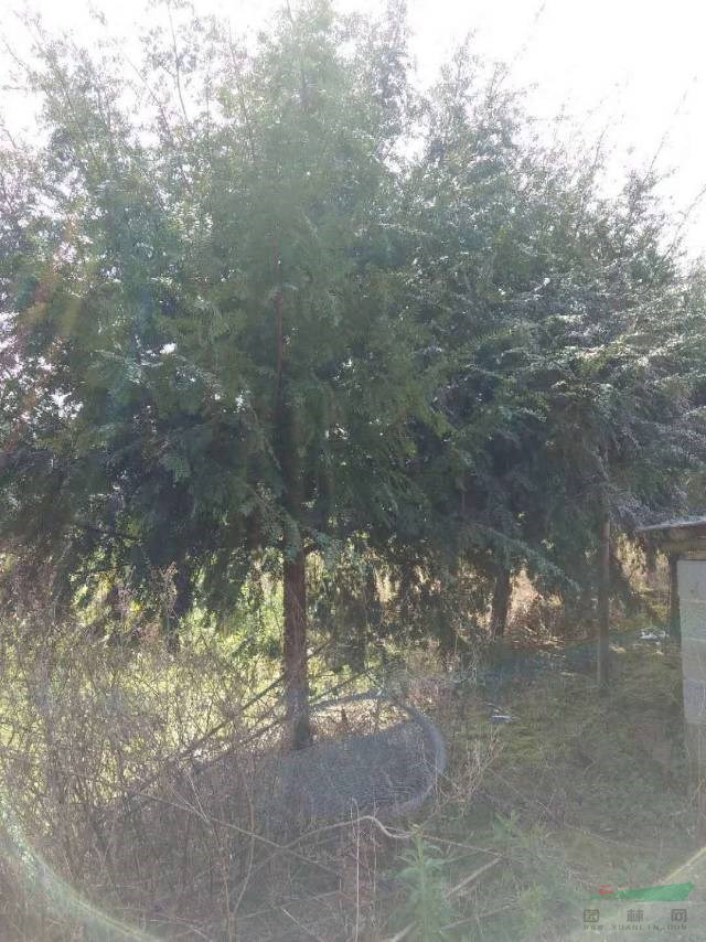 大規(guī)格紅豆杉批發(fā)買紅豆杉到桂林本苗圃有大量的紅豆杉樹批發(fā)紅豆