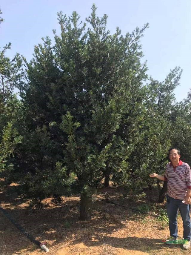 我苗圃常年出售各種規(guī)格羅漢松造型羅漢松，桂林羅漢松廣西羅漢松