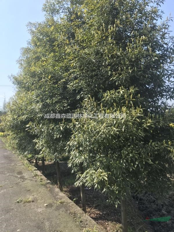 小葉楨楠工程苗 小葉楨楠基地 出售小葉楨楠