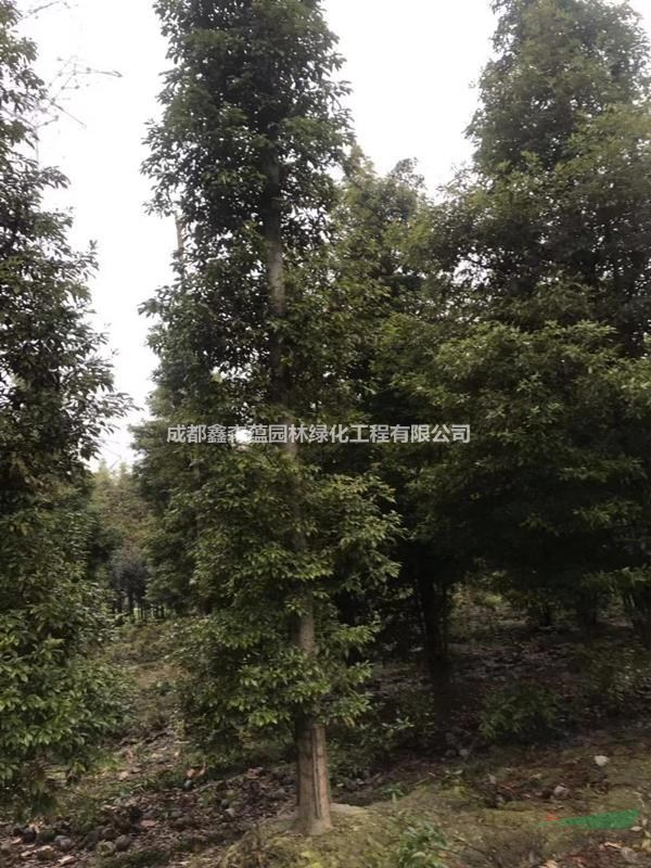 小葉楨楠工程苗 小葉楨楠基地 出售小葉楨楠