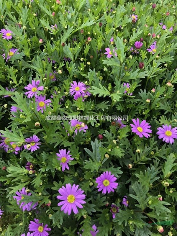 姬小菊批發(fā)基地 姬小菊工程苗 姬小菊基地
