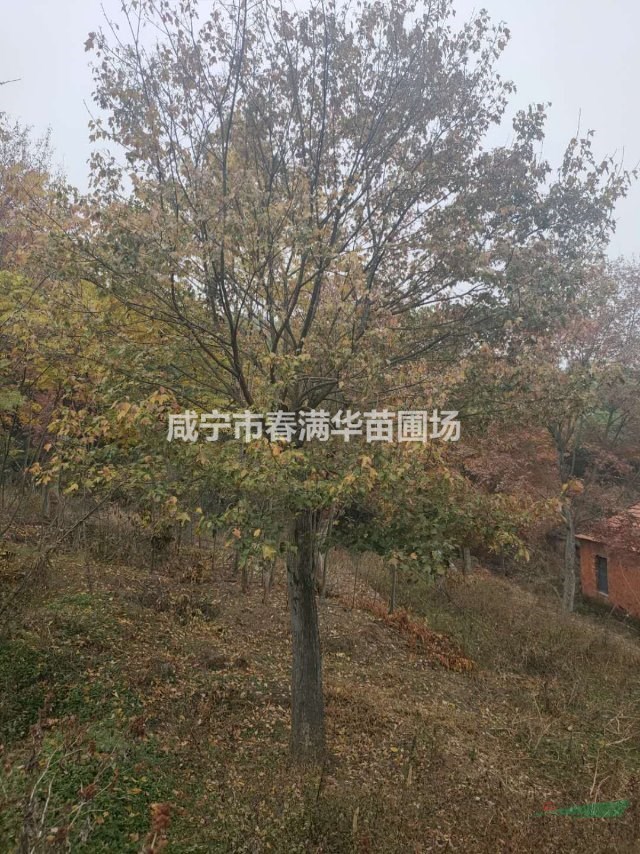 湖北咸寧市春滿華苗圃場常年供應10－30公分三角楓