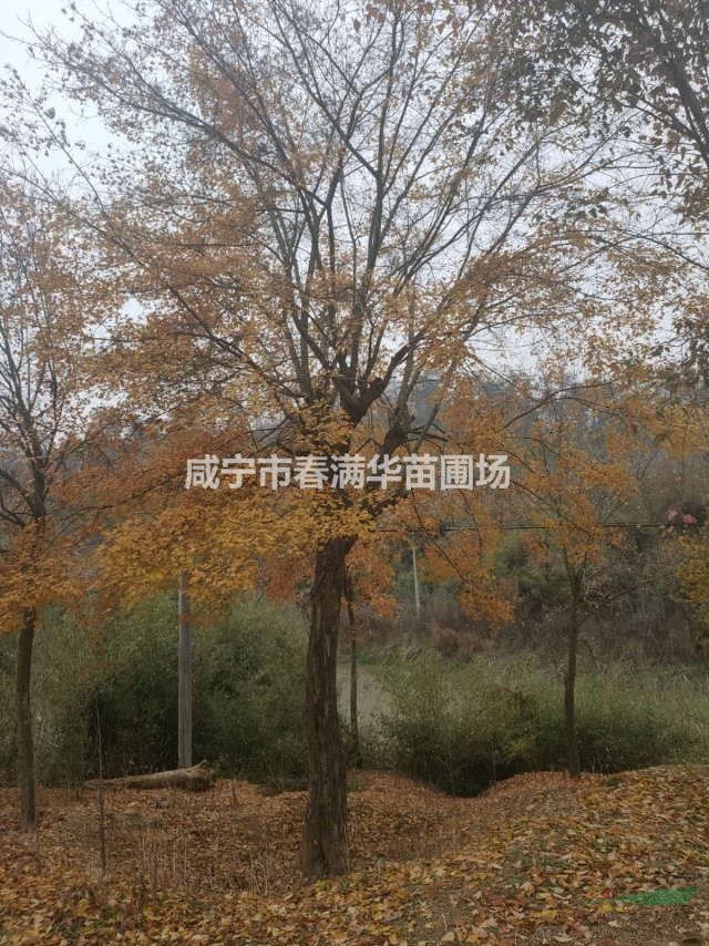 湖北咸寧市春滿華苗圃場常年供應10－30公分三角楓