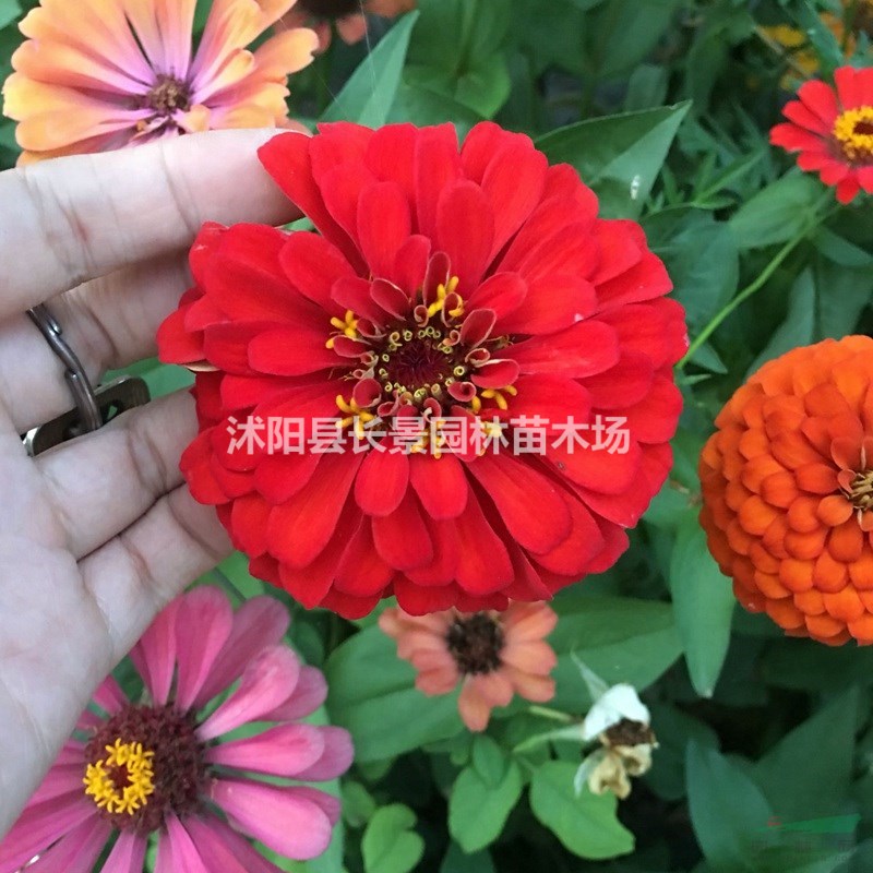 批發(fā)零售百日草種子  觀賞性草花