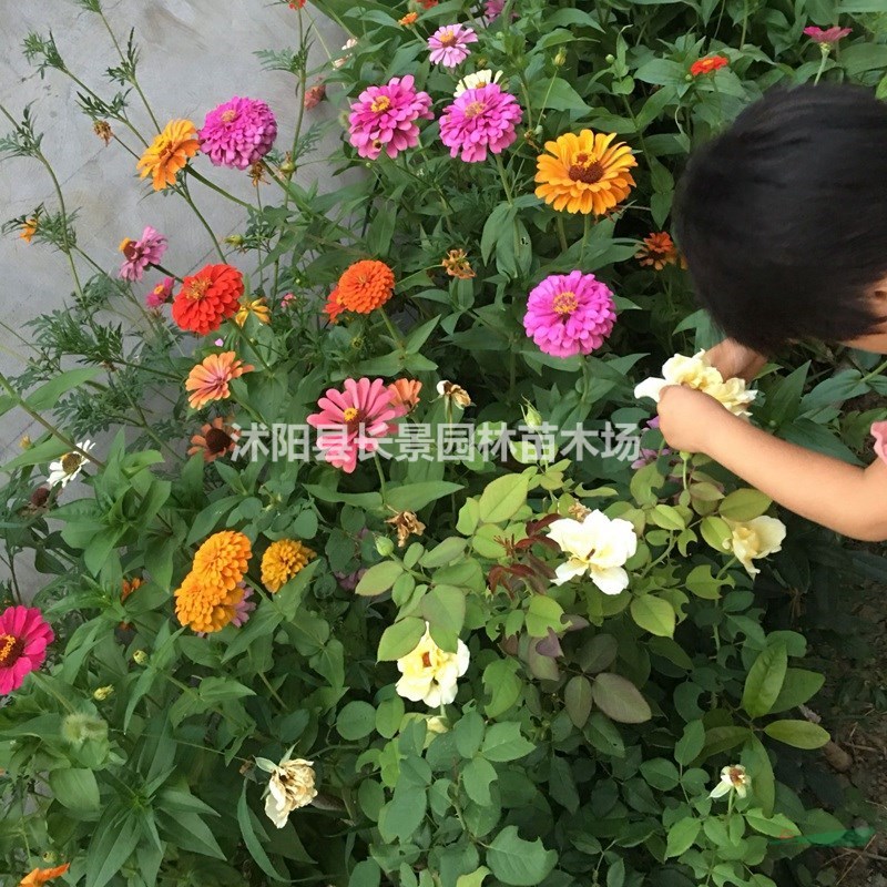 批發(fā)零售百日草種子  觀賞性草花