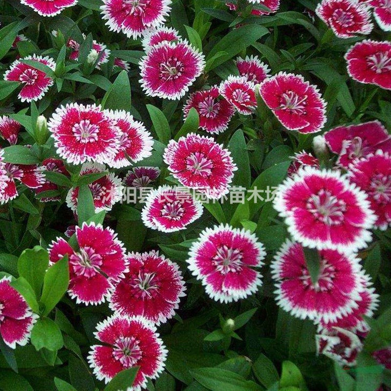 直銷五彩石竹種子 耐寒耐旱易種易管理
