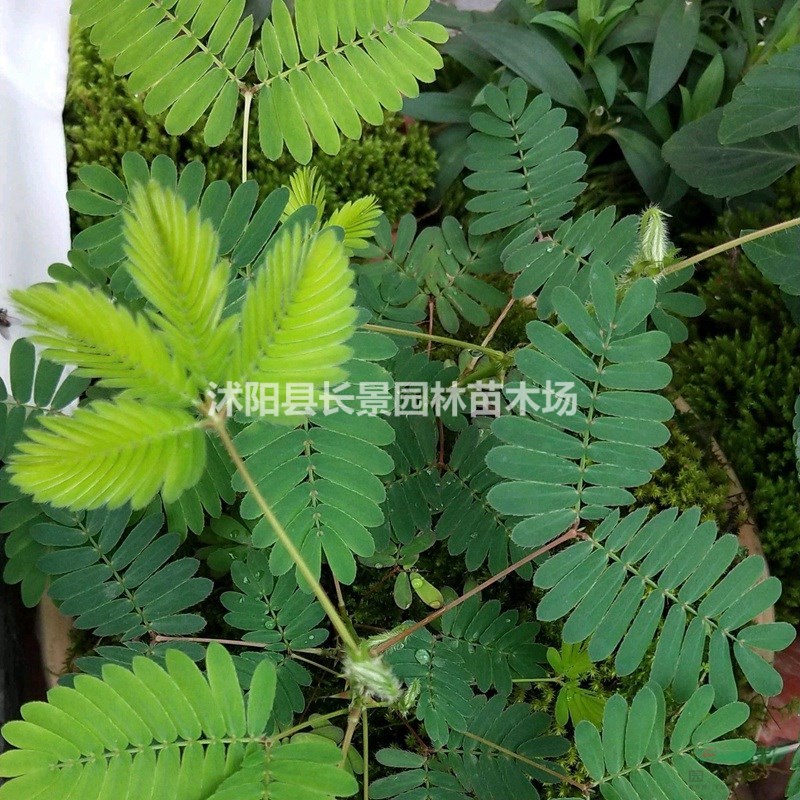 含羞草種子 基地直發(fā) 價格優(yōu)惠 花色好耐寒耐旱