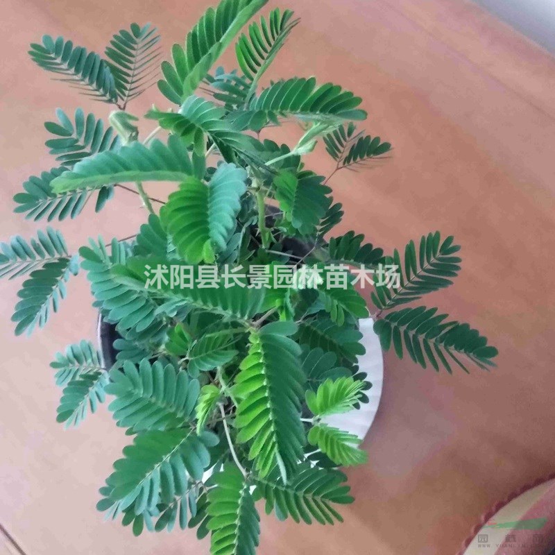 含羞草種子 基地直發(fā) 價格優(yōu)惠 花色好耐寒耐旱