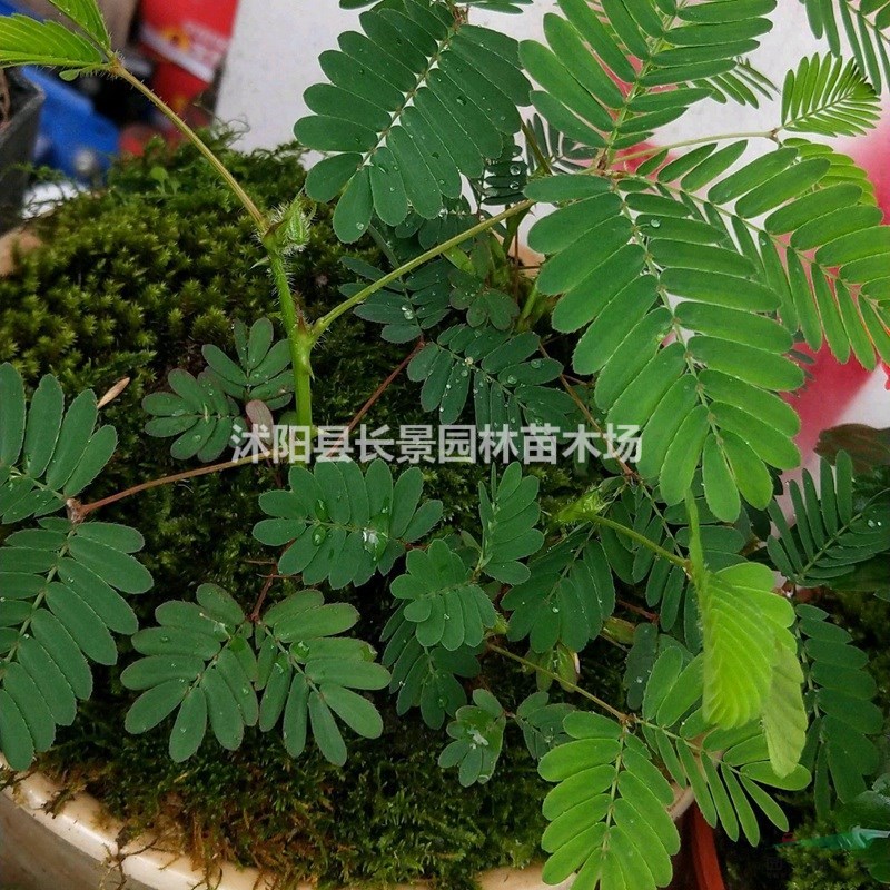 批發(fā)零售含羞草種子  觀賞性草花 量大價優(yōu)