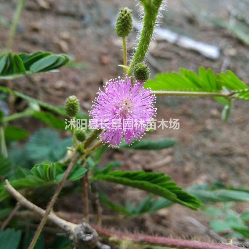 批發(fā)零售含羞草種子  觀賞性草花 量大價優(yōu)