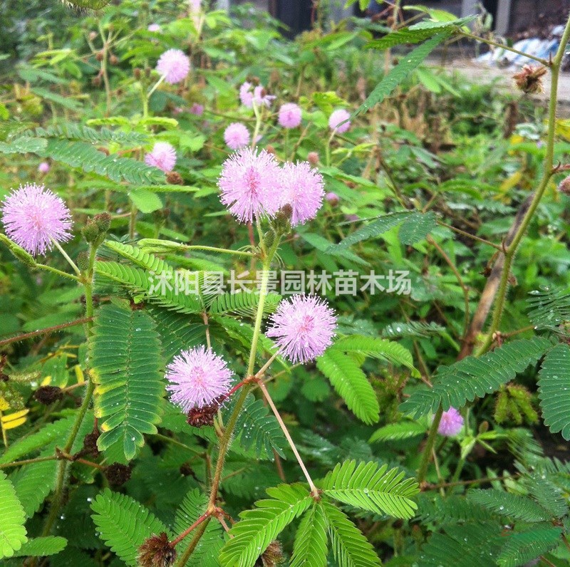 銷售含羞草種子 紫色花卉種子 品質(zhì)好價(jià)格低 