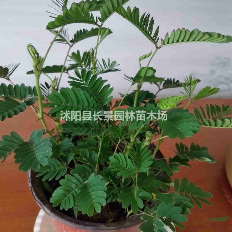 銷售含羞草種子 紫色花卉種子 品質(zhì)好價(jià)格低 