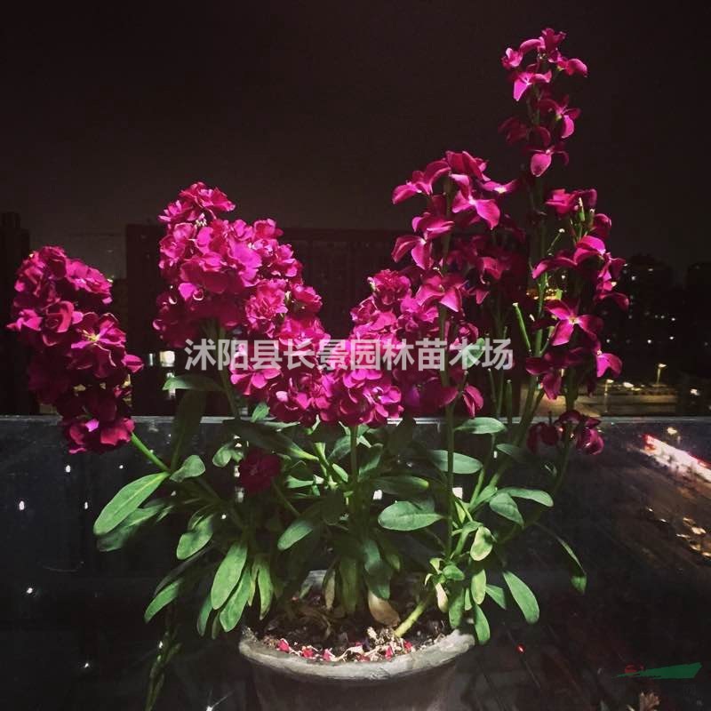 紫羅蘭種子  質(zhì)量無(wú)憂 廠家直銷(xiāo)  觀賞性好花期長(zhǎng)