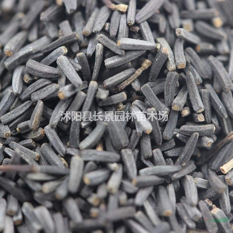 黑心菊種子  質(zhì)量無憂 廠家直銷  觀賞性好花期長