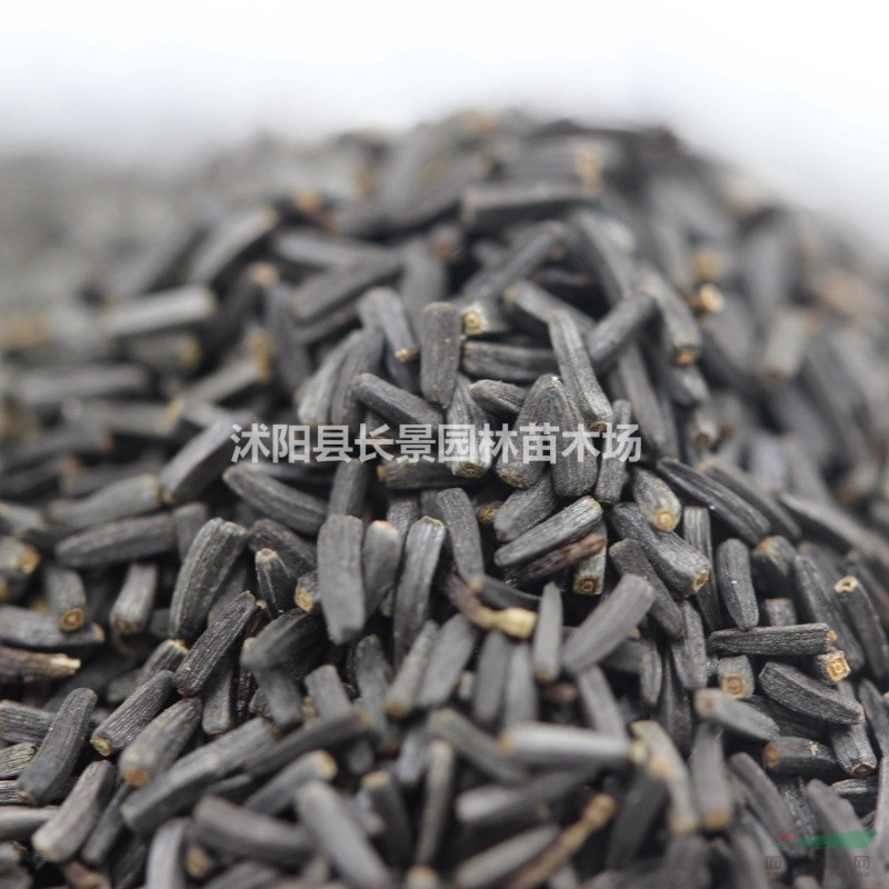 黑心種子 基地直發(fā) 價格優(yōu)惠 花色好耐寒耐旱