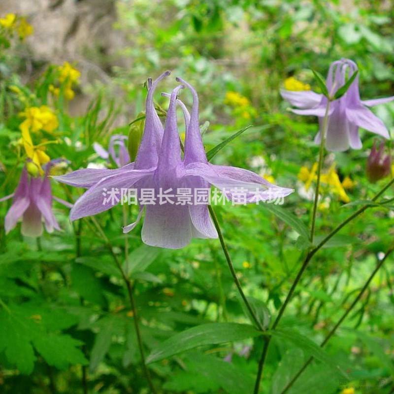 小花耬斗菜種子 質(zhì)量無(wú)憂 廠家直銷  觀賞性好花期長(zhǎng)