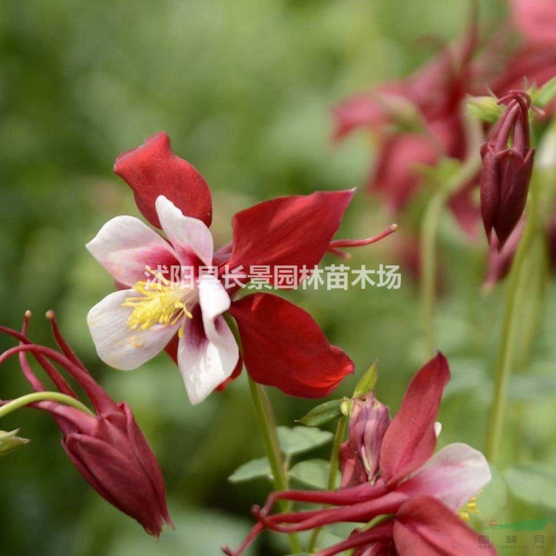 小花耬斗菜種子 質(zhì)量無(wú)憂 廠家直銷  觀賞性好花期長(zhǎng)