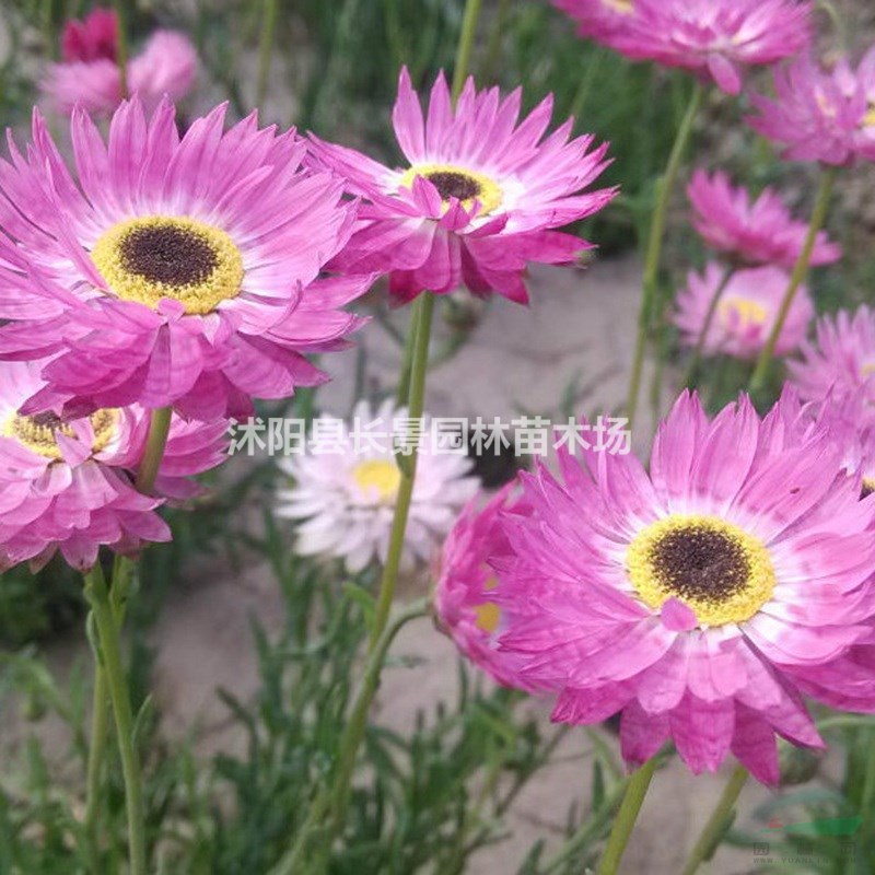 永生菊種子 質(zhì)量無憂 廠家直銷  觀賞性好花期長