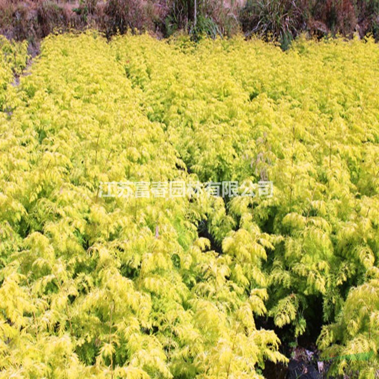 供應(yīng) 金葉水杉 綠化植物叢生批發(fā) 規(guī)格齊全 量大從優(yōu)