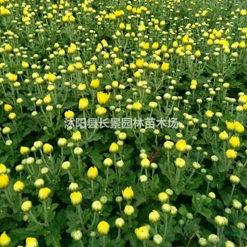 地被菊種子 優(yōu)質(zhì)草花種子  基地直發(fā)  花色好耐寒耐旱 