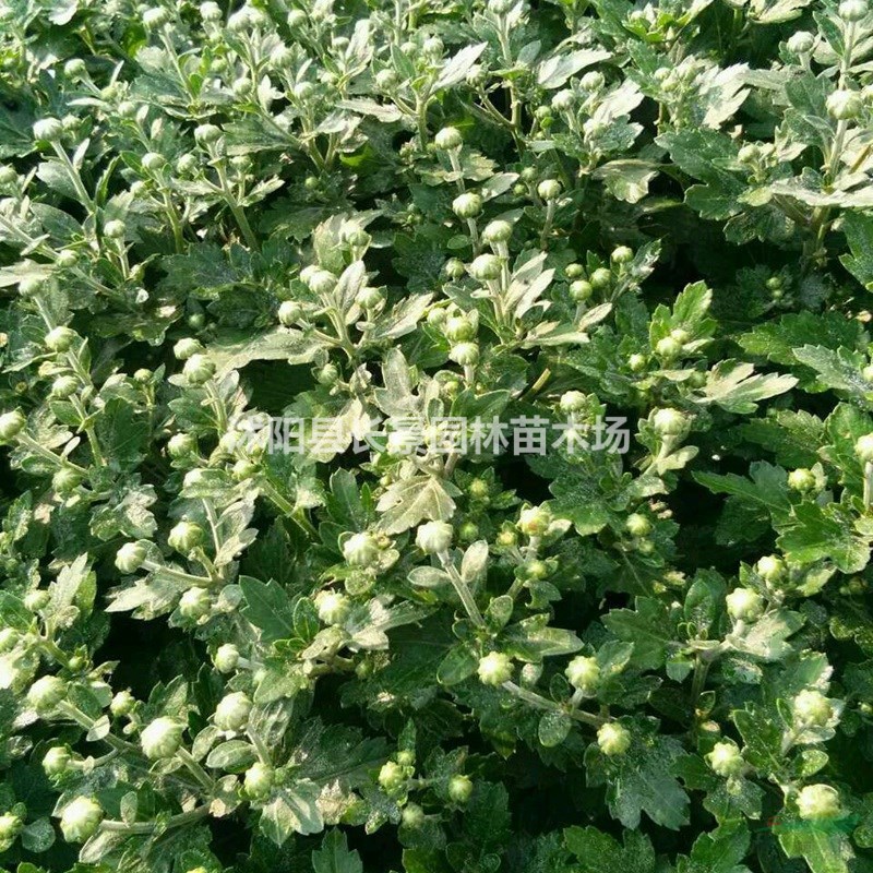 地被菊種子 優(yōu)質(zhì)草花種子  基地直發(fā)  花色好耐寒耐旱 