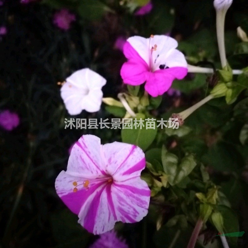 優(yōu)質新草花種子 紫茉莉種子 發(fā)芽率高 價格便宜 批發(fā)價