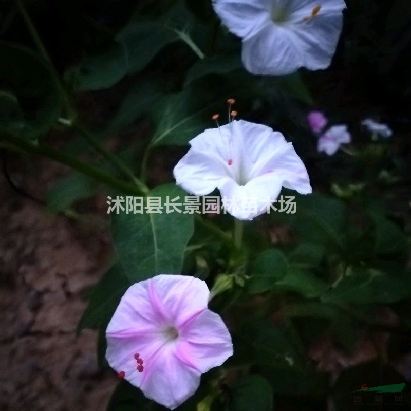 供應優(yōu)質紫茉莉種子 品種保證 發(fā)芽率高