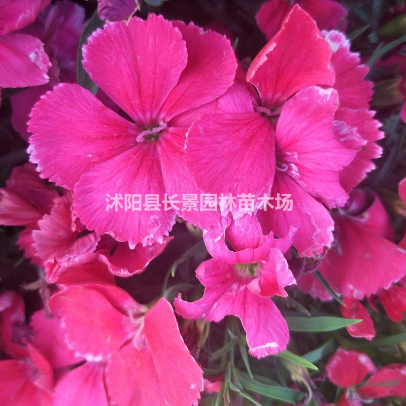  常夏石竹種子價(jià)格 觀花植物 花卉種子 庭院園藝 