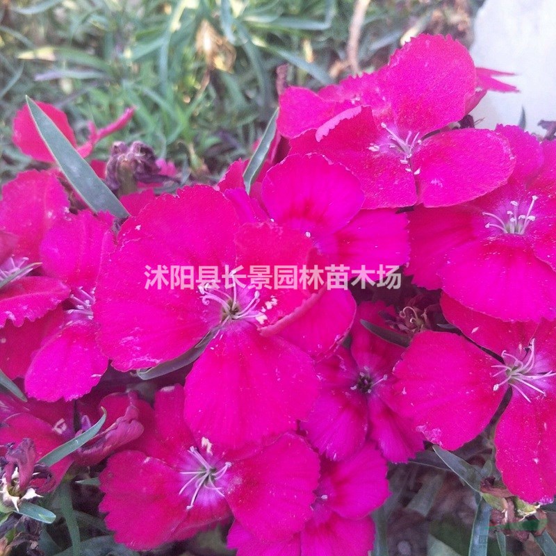  常夏石竹種子價(jià)格 觀花植物 花卉種子 庭院園藝 