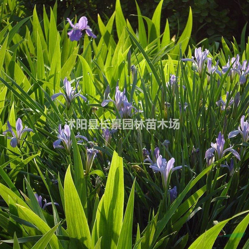 優(yōu)質(zhì)新草花種子 馬蘭花種子 發(fā)芽率高 價(jià)格便宜