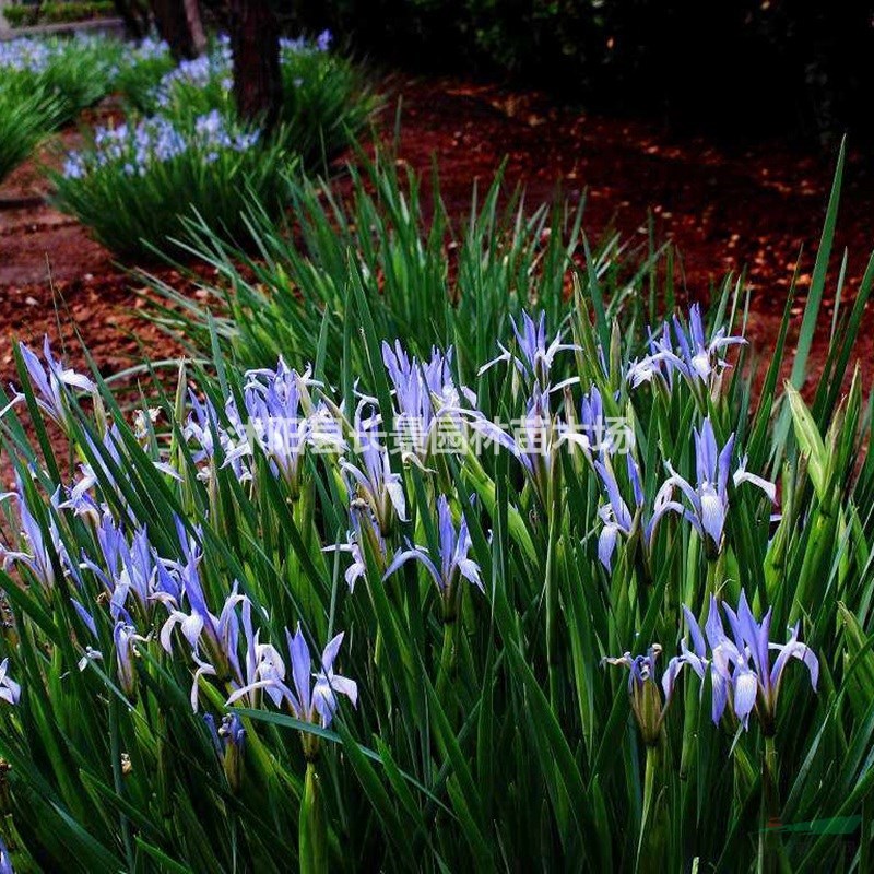 優(yōu)質(zhì)新草花種子 馬蘭花種子 發(fā)芽率高 價(jià)格便宜