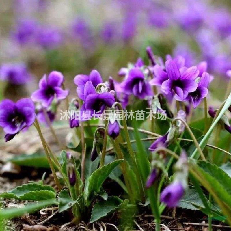 優(yōu)質(zhì)新草花種子 紫花地丁種子 發(fā)芽率高 價(jià)格便宜