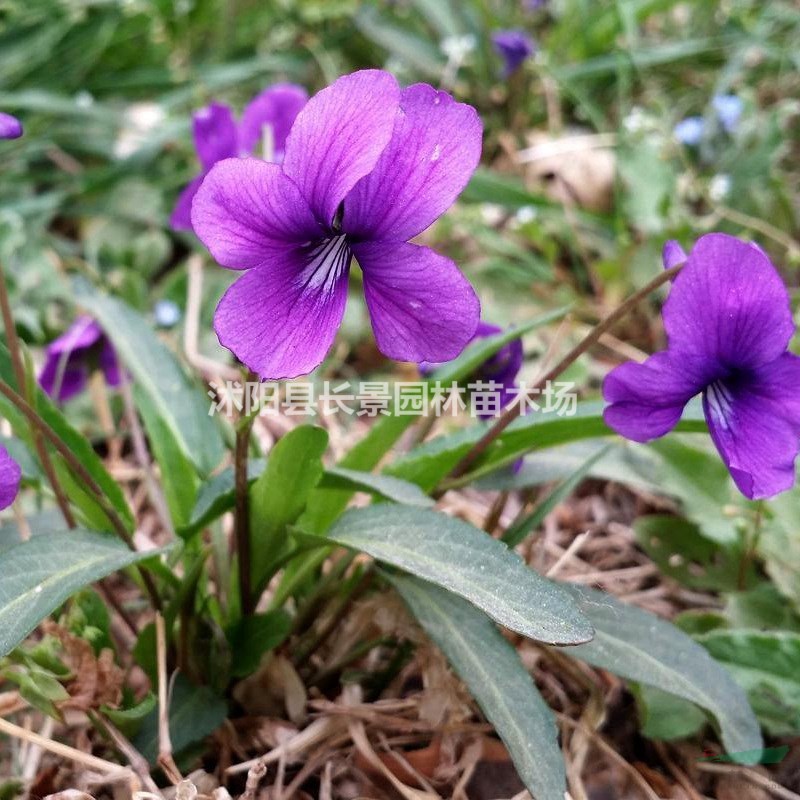 優(yōu)質(zhì)新草花種子 紫花地丁種子 發(fā)芽率高 價(jià)格便宜