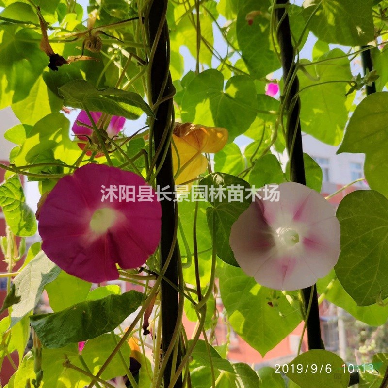 牽?；ǚN子價(jià)格 觀花植物 花卉種子 庭院園藝 