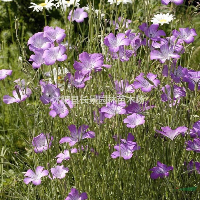 麥仙翁種子價格 觀花植物 花卉種子 庭院園藝 