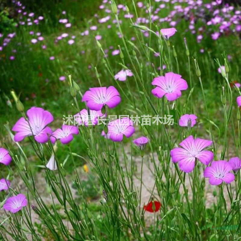 麥仙翁種子價格 觀花植物 花卉種子 庭院園藝 