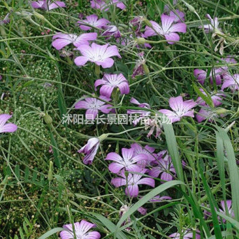 優(yōu)質(zhì)新草花種子 麥仙翁種子 發(fā)芽率高 價(jià)格便宜