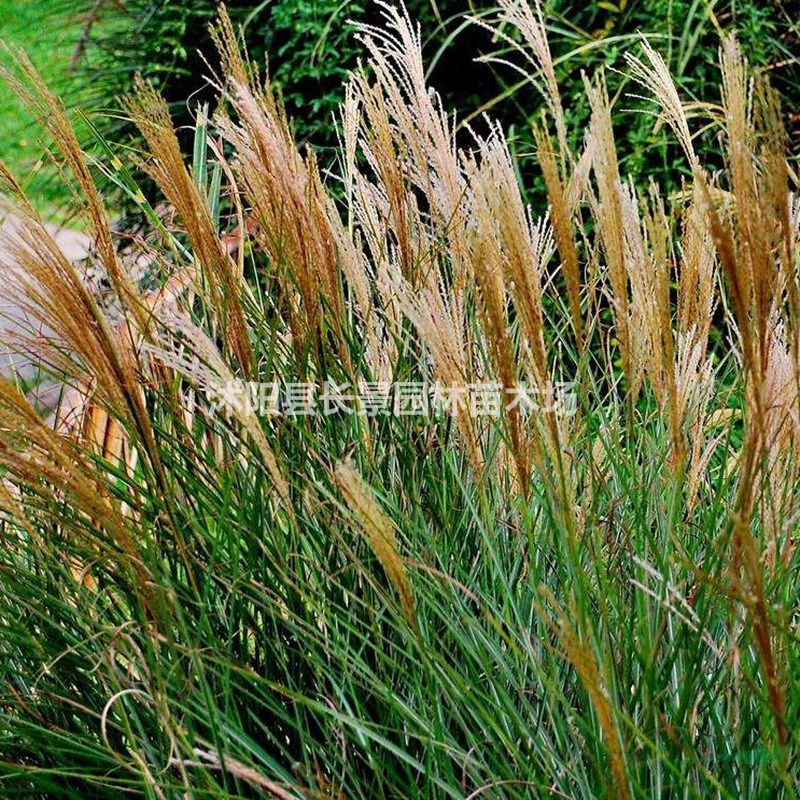供應(yīng)優(yōu)質(zhì)野芒草種子 品種保證 發(fā)芽率高