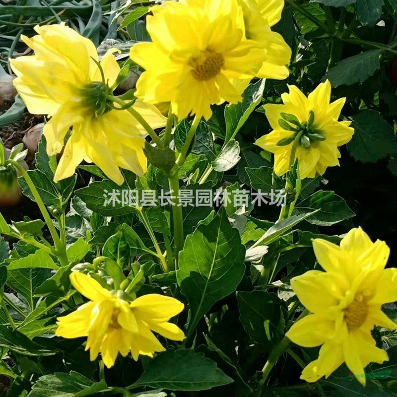 優(yōu)質(zhì)小麗花種子 易播易管理 花卉草坪觀花草籽