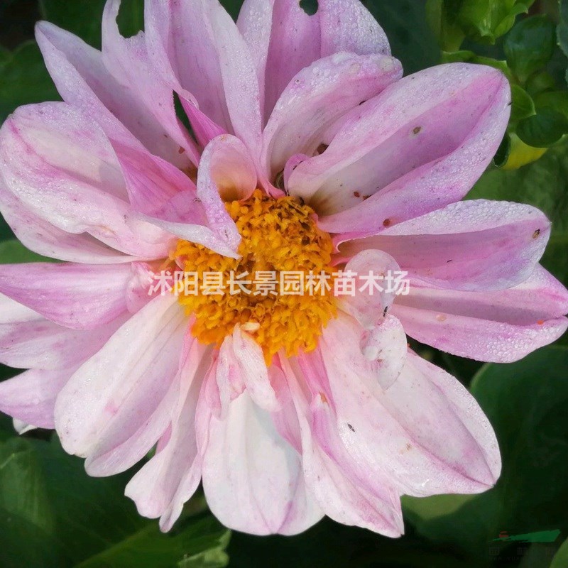 供應優(yōu)質大麗花種子 品種保證 發(fā)芽率高