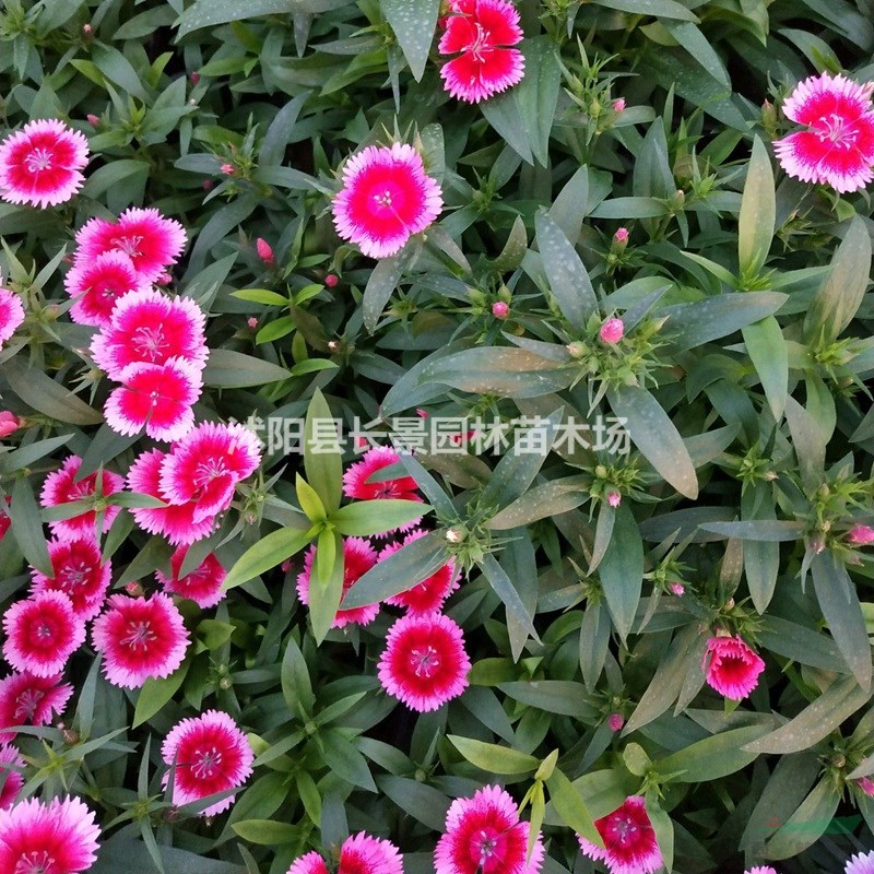 優(yōu)質(zhì)新草花種子 美國石竹種子 發(fā)芽率高 價格便宜