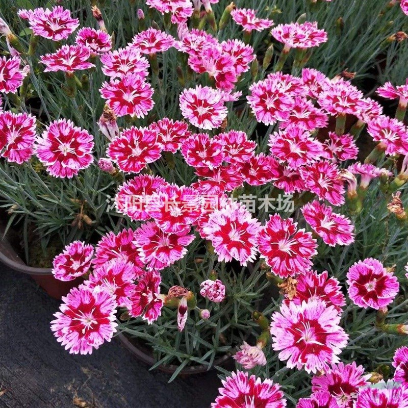 供應(yīng)優(yōu)質(zhì)美國(guó)石竹種子 品種保證 發(fā)芽率高