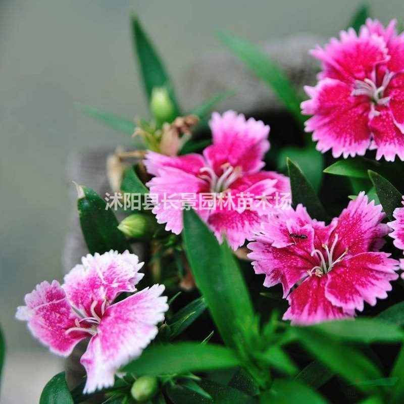 供應(yīng)優(yōu)質(zhì)美國(guó)石竹種子 品種保證 發(fā)芽率高