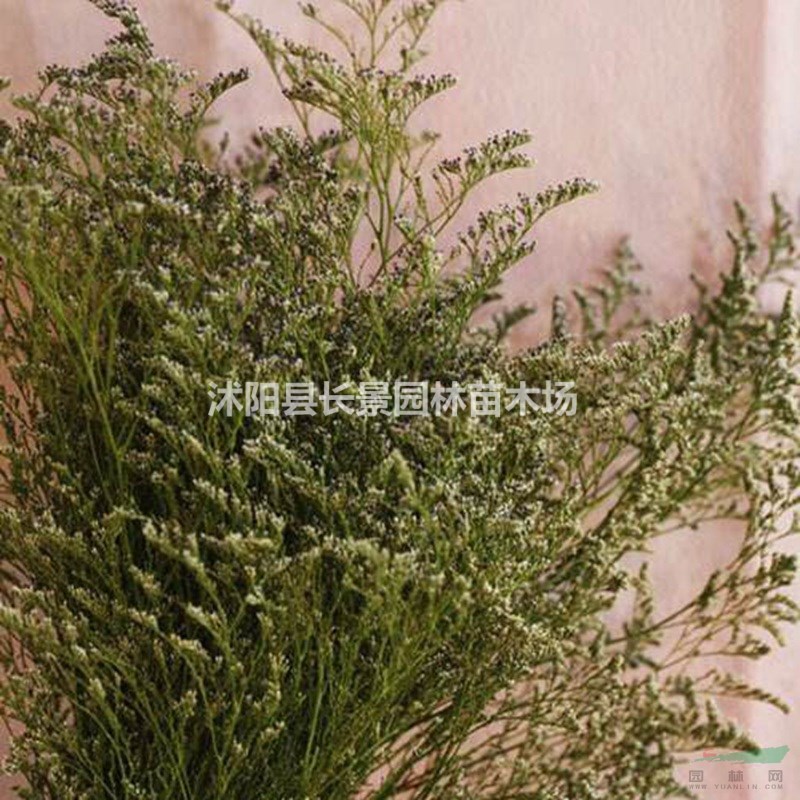 供應情人草種子 園林綠化工程花海  品種齊全 