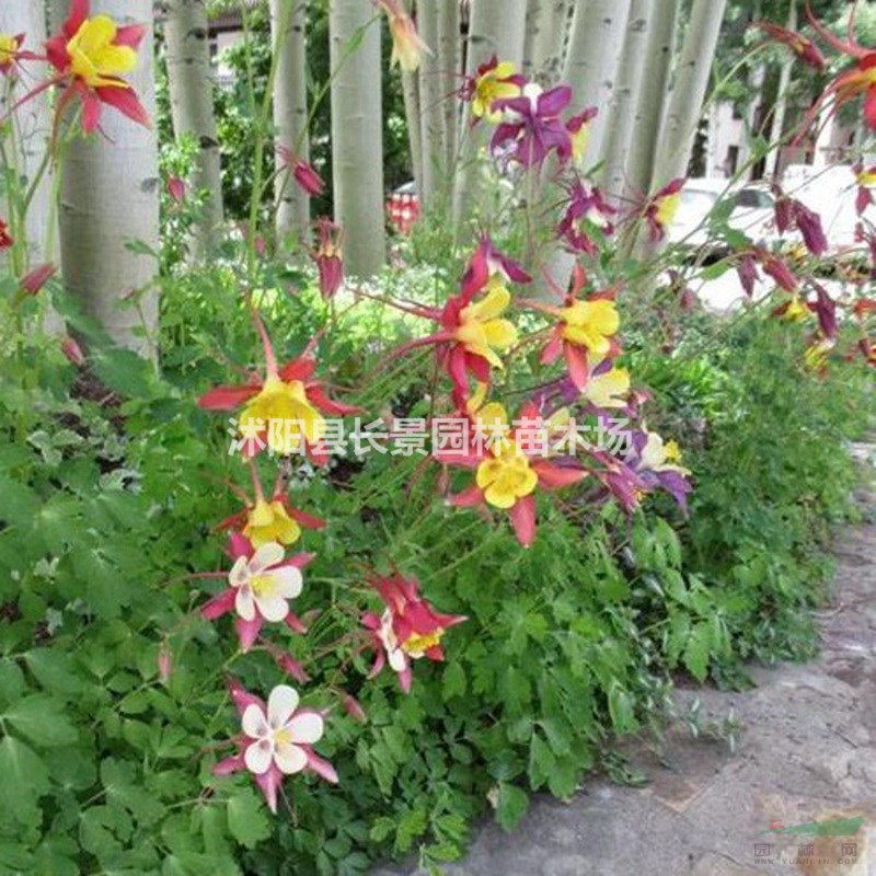 大花耬斗菜種子價格 觀花植物 花卉種子 庭院園藝 