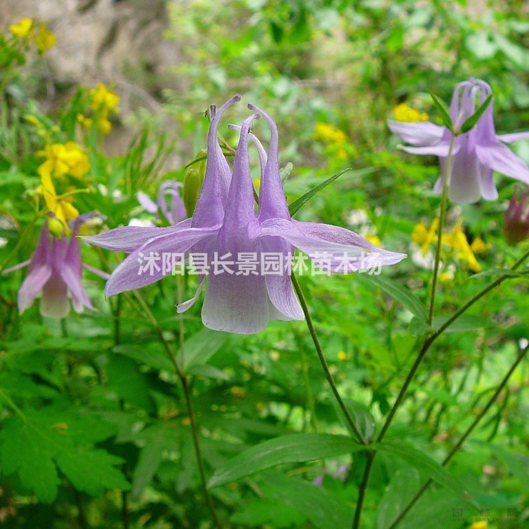 優(yōu)質(zhì)新草花種子 大花耬斗菜種子 發(fā)芽率高 價(jià)格便宜