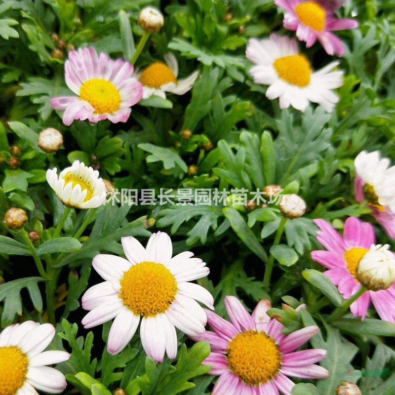 供應(yīng)優(yōu)質(zhì)茼蒿菊種子 品種保證 發(fā)芽率高